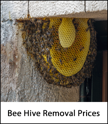 Bee Removal Prices