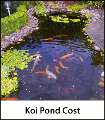 Koi Pond Cost