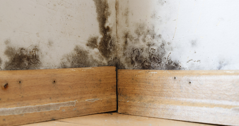Mold on the Wall in a Home