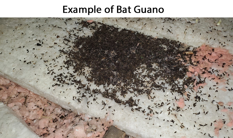Bat Guano Example